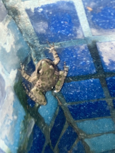 Spotted Chorus Frog (Pseudacris clarkii), a species recorded in Kansas