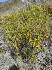 Veronica stenophylla stenophylla