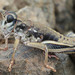 Slow Mountain Grasshopper - Photo (c) Paul G. Johnson, some rights reserved (CC BY-NC-SA), uploaded by Paul G. Johnson