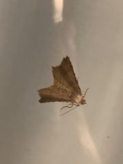 Macaria multilineata