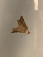 Macaria multilineata