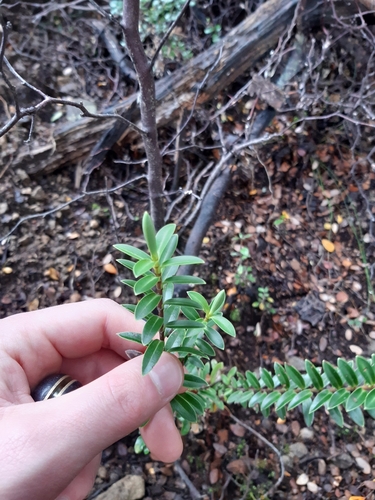 Image of Veronica brachysiphon by no rights reserved