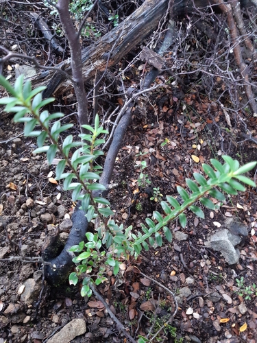 Veronica brachysiphon, photograph 5