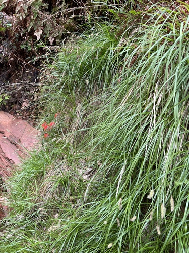 Kaibab Sedge (Carex curatorum)