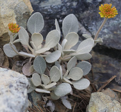 Eriogonum alpinum