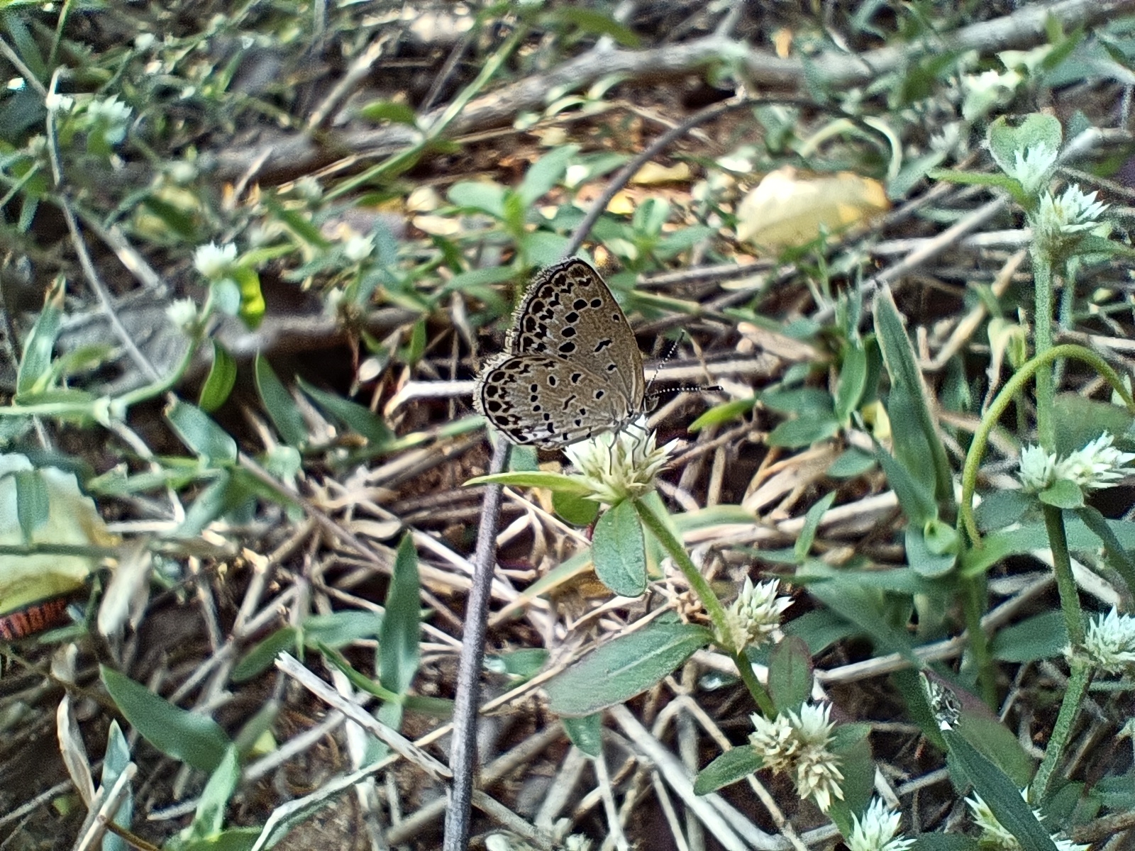 Pale Grass Blue