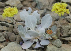 Eriogonum alpinum