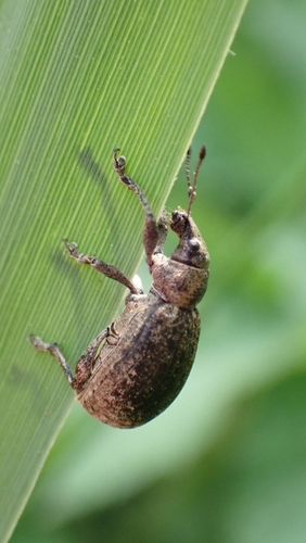 chequered weevil, 3432 PE Nieuwegein, Nederland, photo 7 of 10