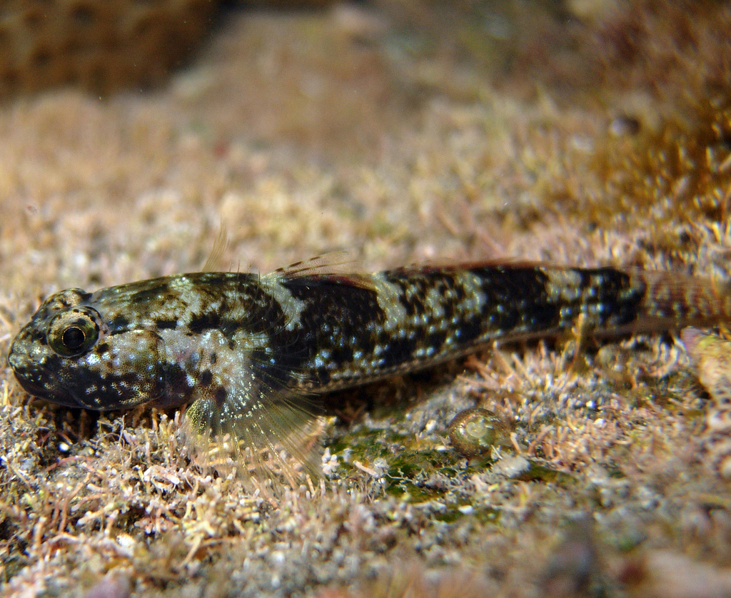 Coco's Frillgoby