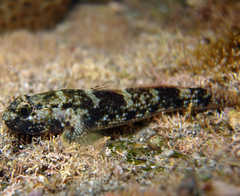 Coco's Frillgoby photo 1