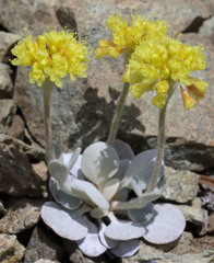 Eriogonum alpinum