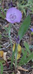 Calochortus nudus