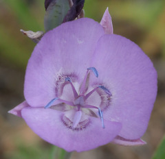 Calochortus nudus