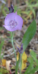 Calochortus nudus