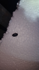 Hydaticus bimarginatus