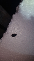 Hydaticus bimarginatus