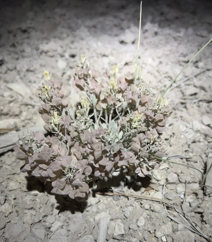 Kane County Twinpod (Physaria lepidota)