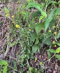 Physaria globosa, photograph (c) Jared Shorma, some rights reserved (CC BY)