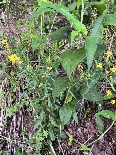 Physaria globosa, photograph 4