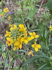 Physaria globosa, photograph (c) Jared Shorma, some rights reserved (CC BY)