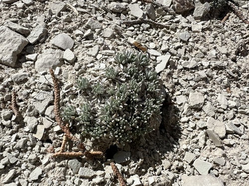 Kodachrome bladderpod (Physaria tumulosa)
