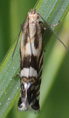 Glyphipterigidae