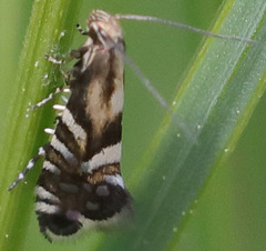 Glyphipterigidae