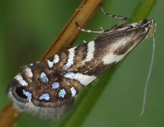 Glyphipterigidae