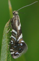 Glyphipterigidae