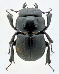 Aptrocyclus honoluluensis 標本 ハワイハネナシクワガタ ハワイハネ