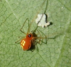 Chrysso albomaculata