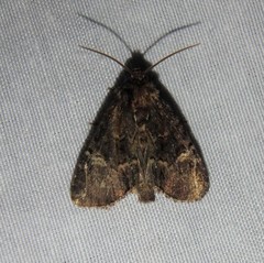 Phosphila turbulenta