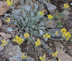 Physaria occidentalis