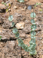 Streptanthus barbatus