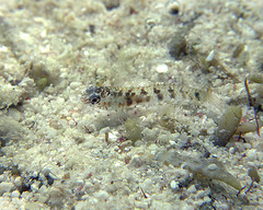 Eviota queenslandica