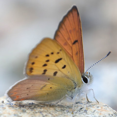 Tharsalea nivalis