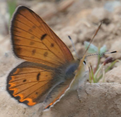 Tharsalea nivalis