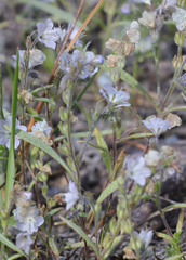 Phacelia pringlei