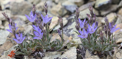 Campanula scabrella