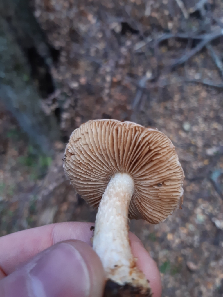 Cortinarius alboroseus · May 2025 · photo: © georgecox (iNaturalist, cc0)