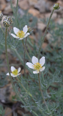 Anemone drummondii