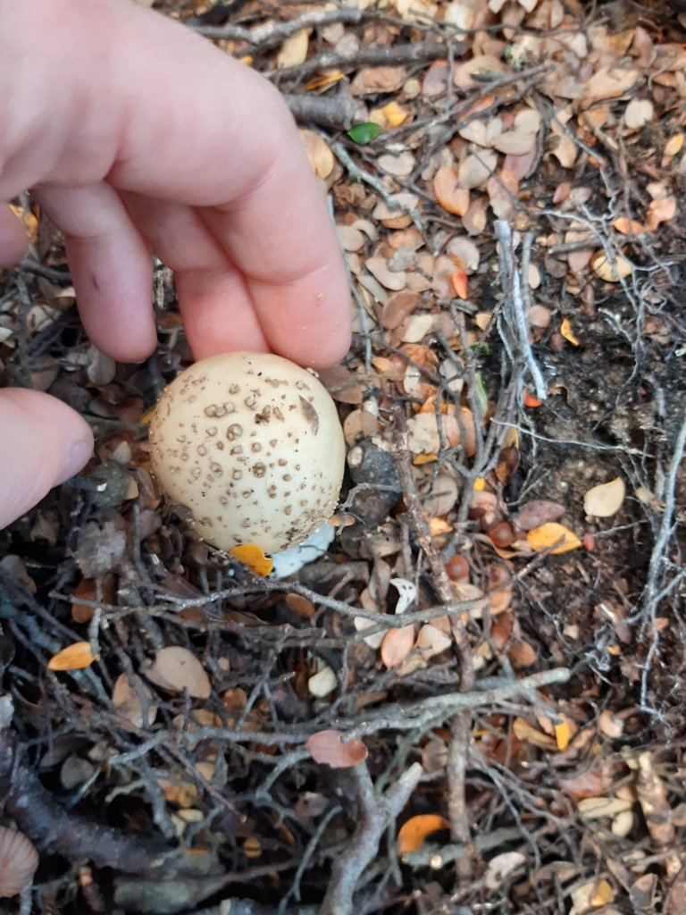 Amanita australis · May 2025 · photo: © georgecox (iNaturalist, cc0)