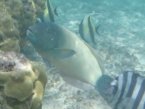 Thalassoma ballieui observed 2024-12-14