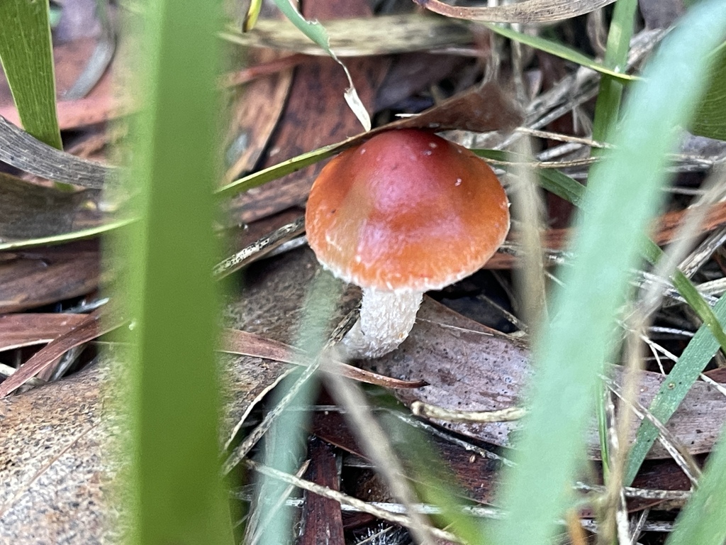 Leratiomyces ceres · May 2025 · photo: © plantrant (iNaturalist, cc-by)