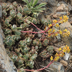Sedum kiersteadiae