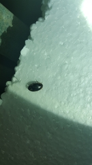 Hydaticus bimarginatus