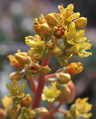 Sedum kiersteadiae