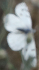 Pontia sisymbrii