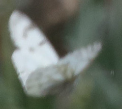 Pontia sisymbrii