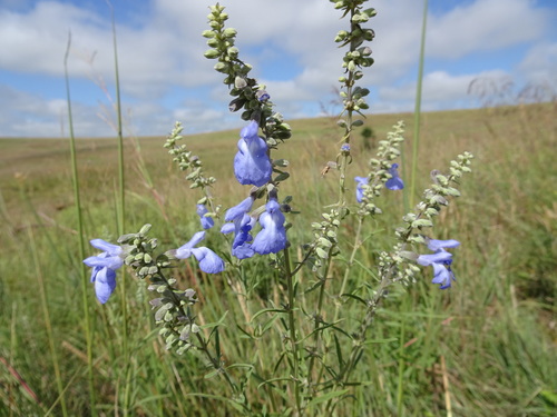 giant blue sage